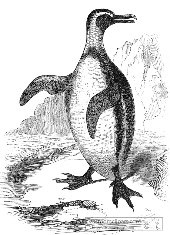 bird-illustration-penguin.jpg
