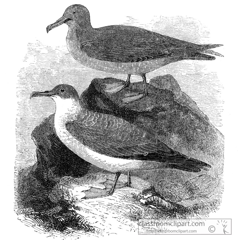 bird-illustration-shearwater.jpg