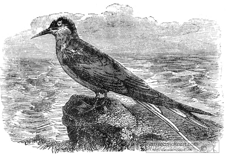 bird-illustration-tern.jpg