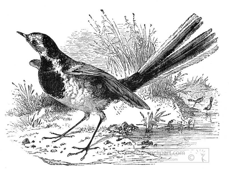 bird-wagtail--illustration-56.jpg