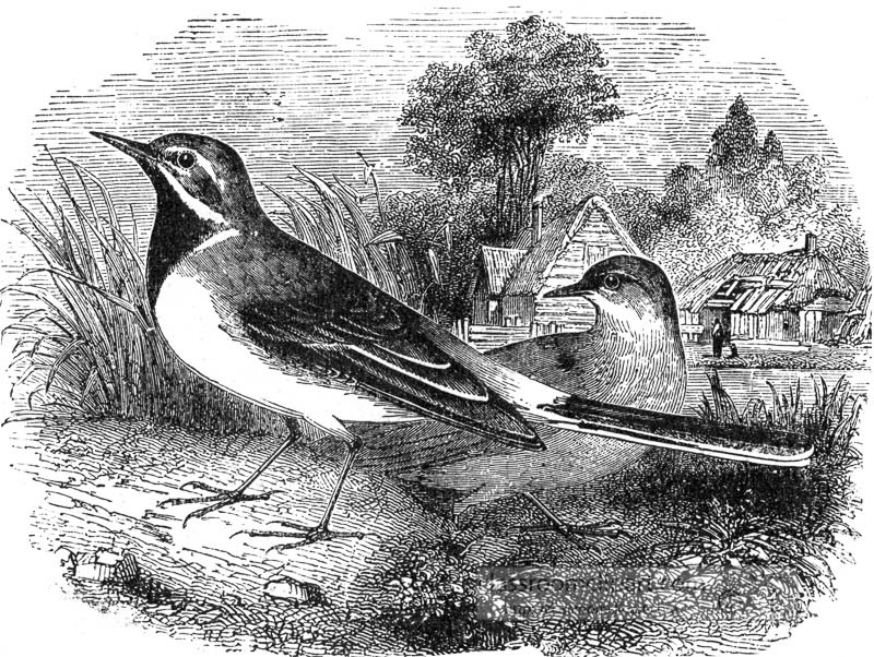 bird-wagtail-bird-illustration.jpg