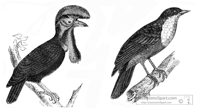birdbird-illustration.jpg