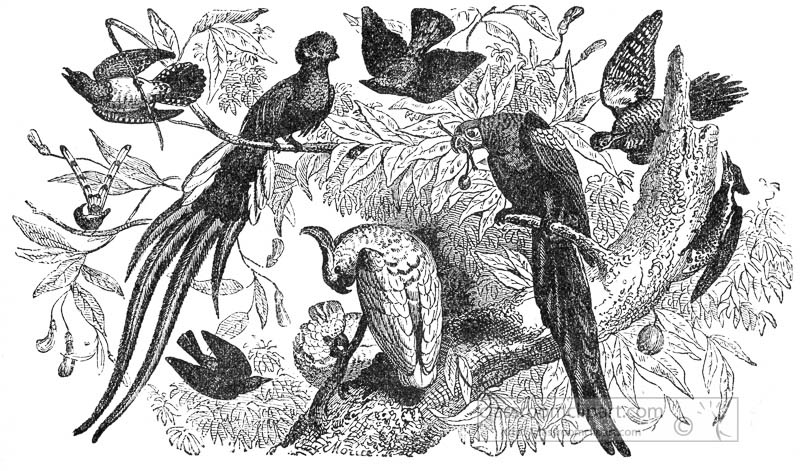 birds-A-illustration.jpg