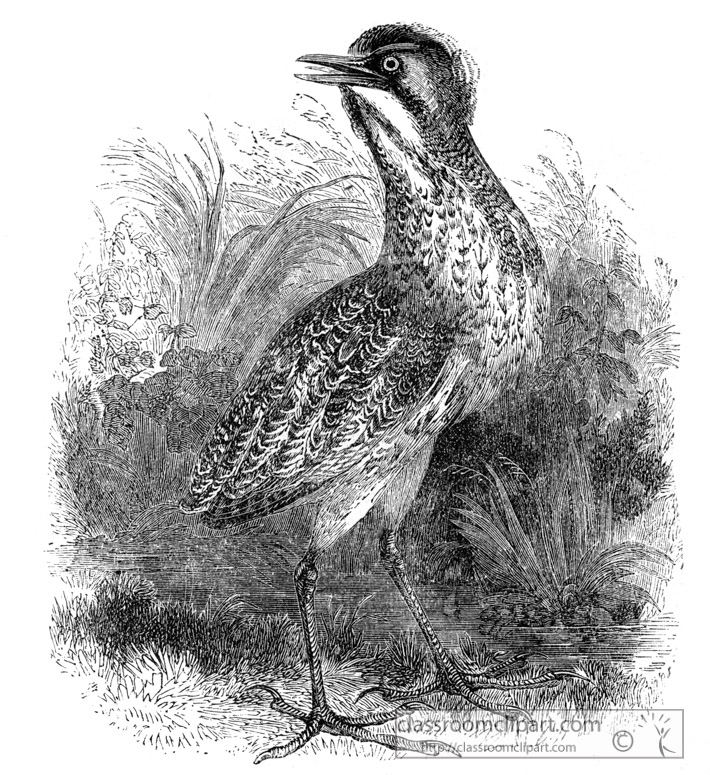 bittern-bird-illustration11.jpg