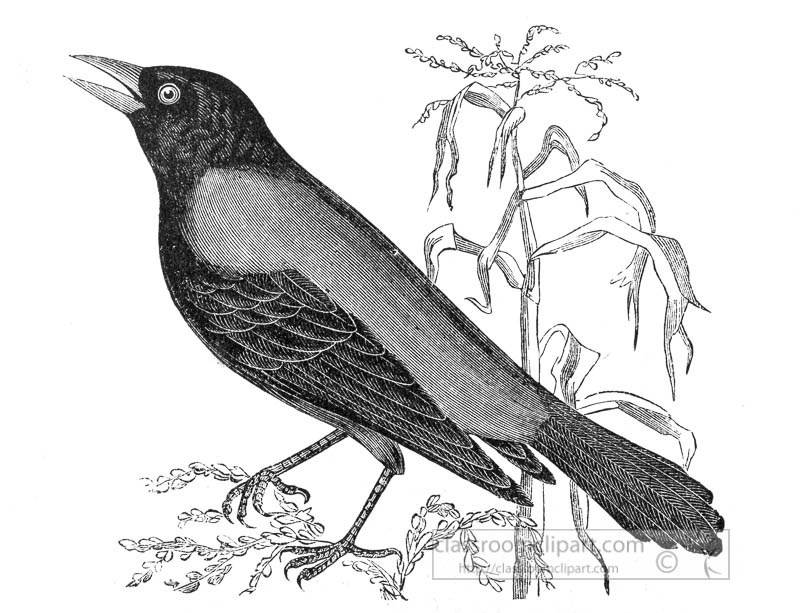 blackbird-bird--illustration-78545.jpg