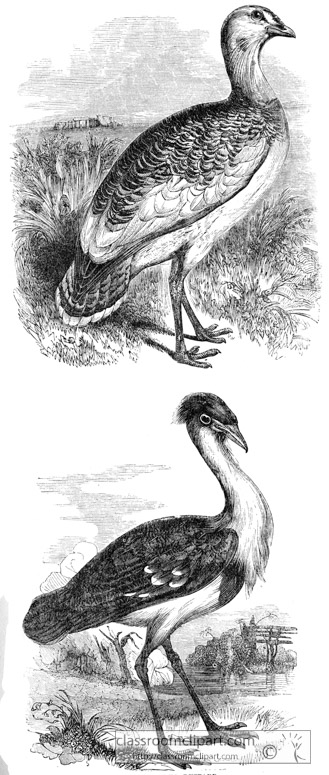 bustard-bird-illustration.jpg