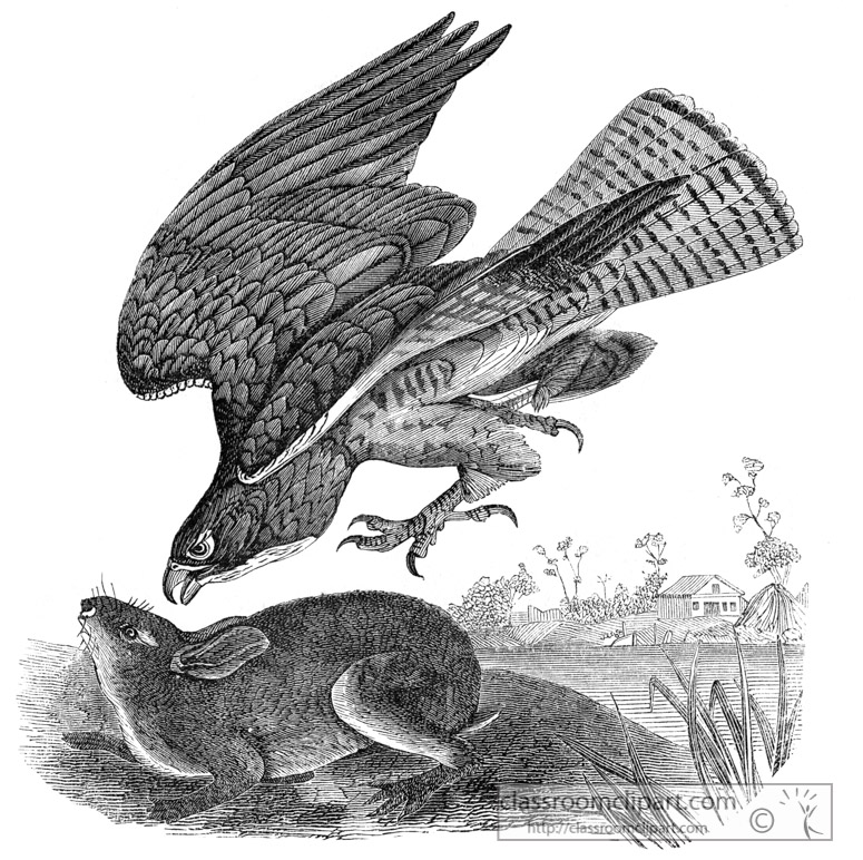buzzard-bird-illustration-11.jpg
