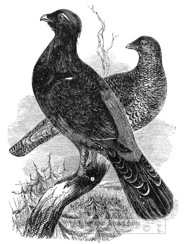 capercaille-birds-on-branch-illustration.jpg