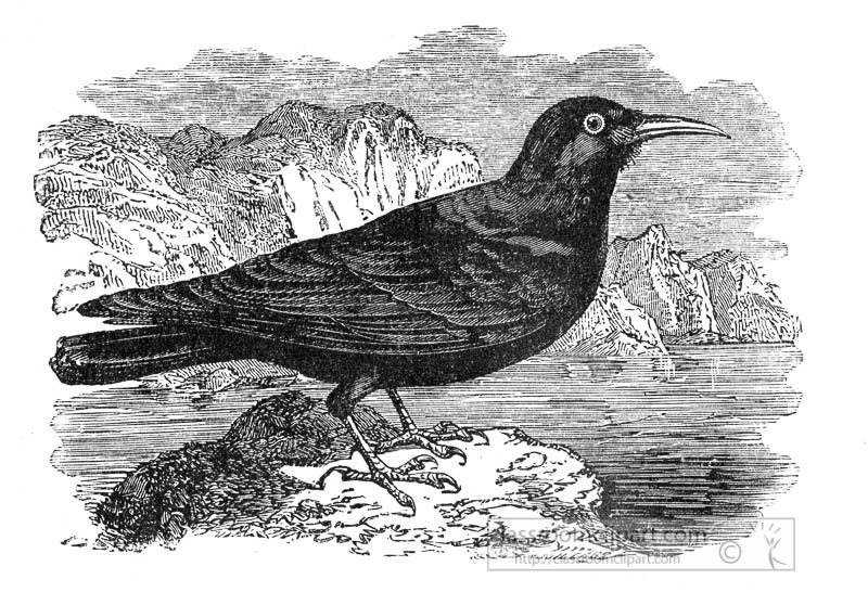 chough-bird-illustration.jpg