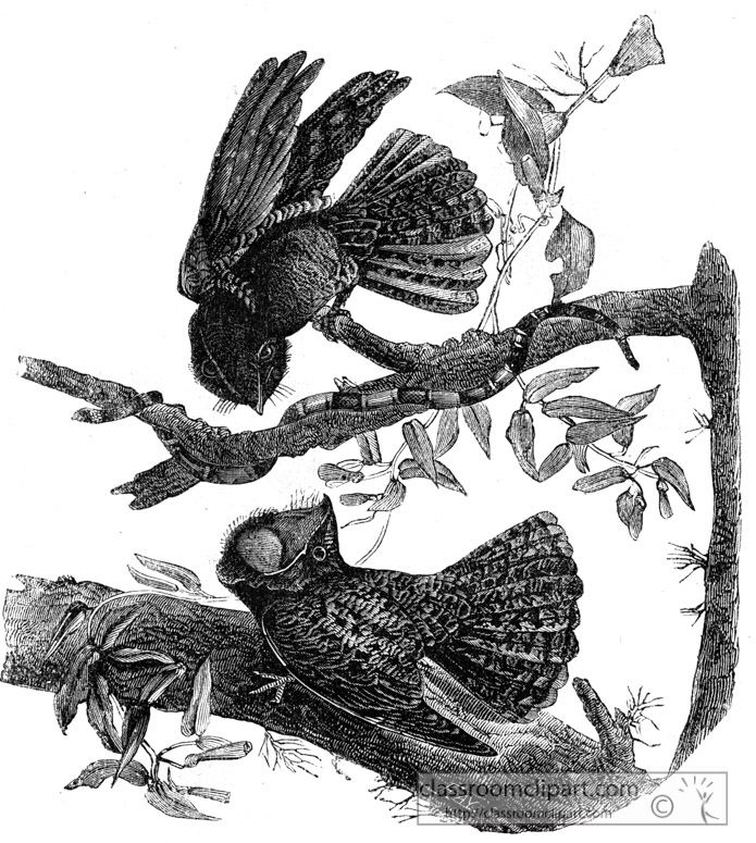 chuck-wills-widow-bird-illustration.jpg