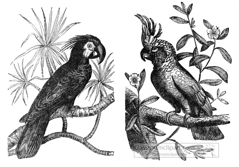 cockatoo-bird-illustration.jpg