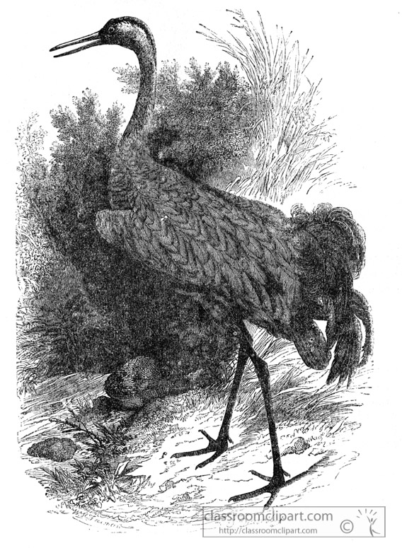 crane-bird-illustration-11.jpg