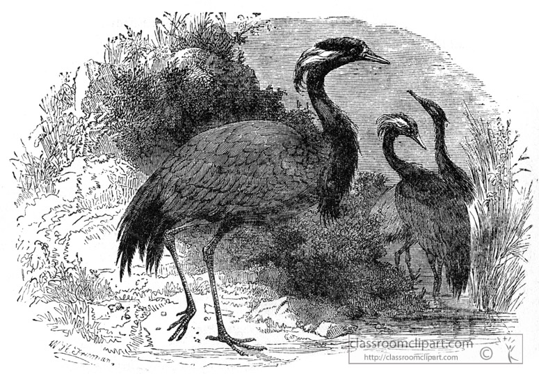 crane-bird-illustration-12.jpg