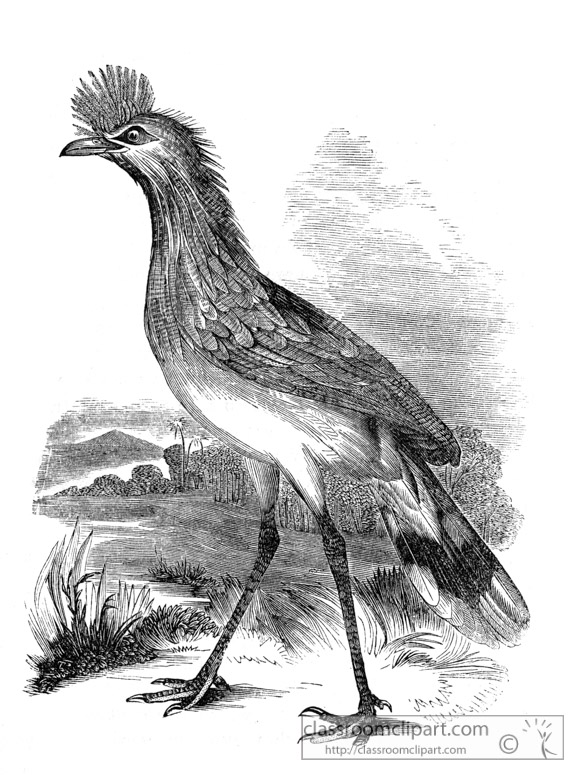 crane-bird-illustration-13.jpg
