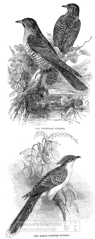 cuckoo-bird-illustration-2.jpg