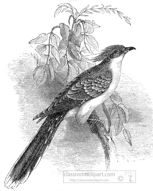 cuckoo-bird-illustration.jpg