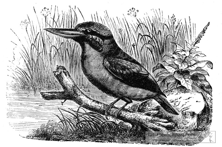 dacelo-bird-illustration.jpg