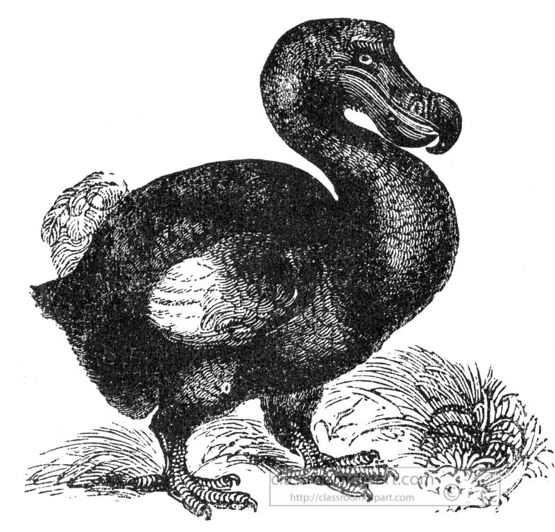 dodo-bird-illustration.jpg