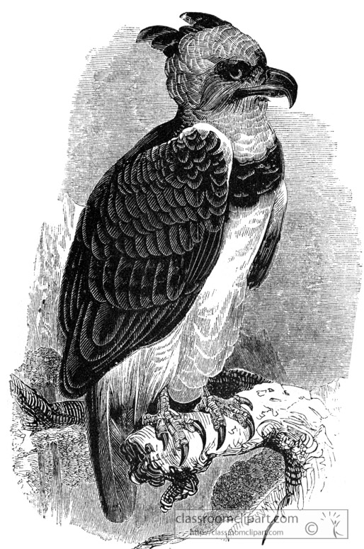 eagle-bird-illustration-12.jpg