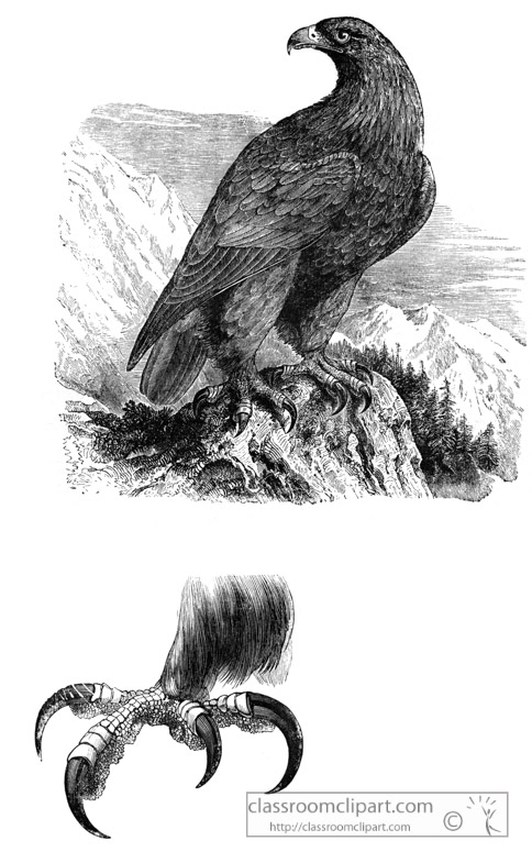 eagle-bird-illustration-14.jpg