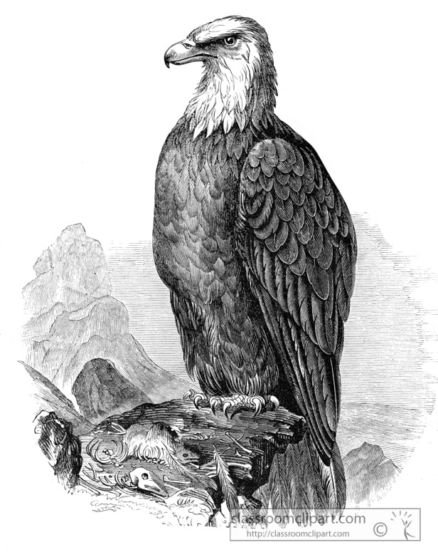 eagle-bird-illustration-15.jpg