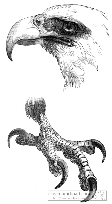 eagle-bird-illustration-16.jpg