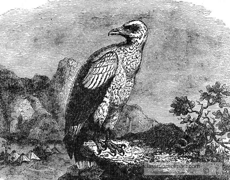 eagle-bird-illustration-17.jpg
