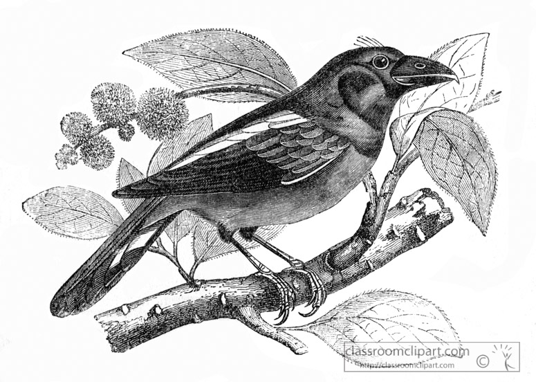 eurylame-bird-illustration.jpg