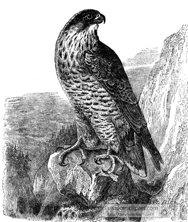 falcon-bird-illustration-13.jpg