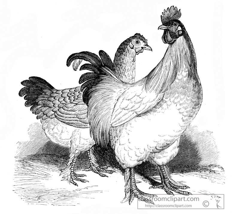 fowl-bird-illustration-11.jpg