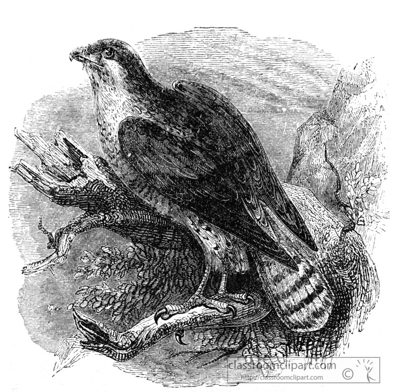 goshawk-bird-illustration.jpg