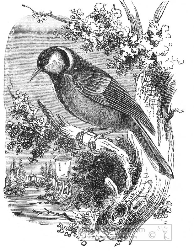great-tit-bird-illustration.jpg