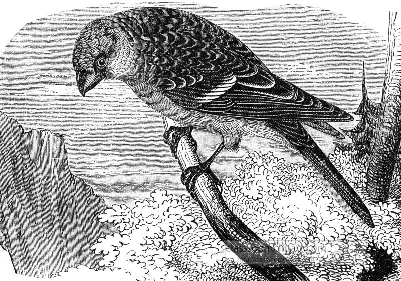 grosbeak-bird--illustration-007.jpg
