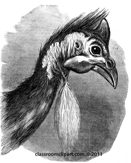 guinea-fowl-illustration.jpg