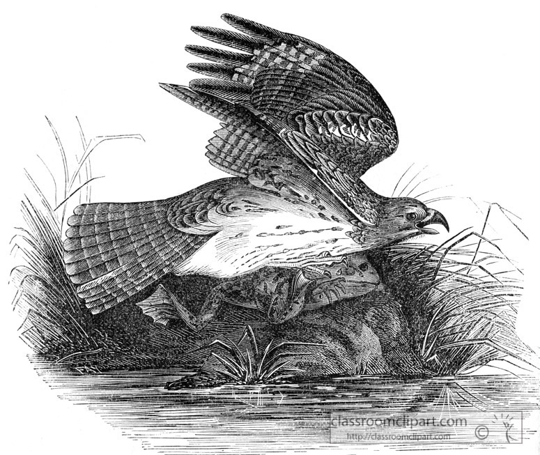hawk-bird-illustration-12.jpg