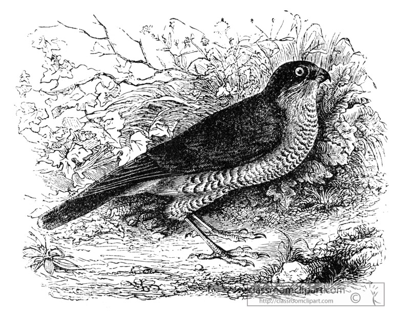hawk-bird-illustration-14.jpg