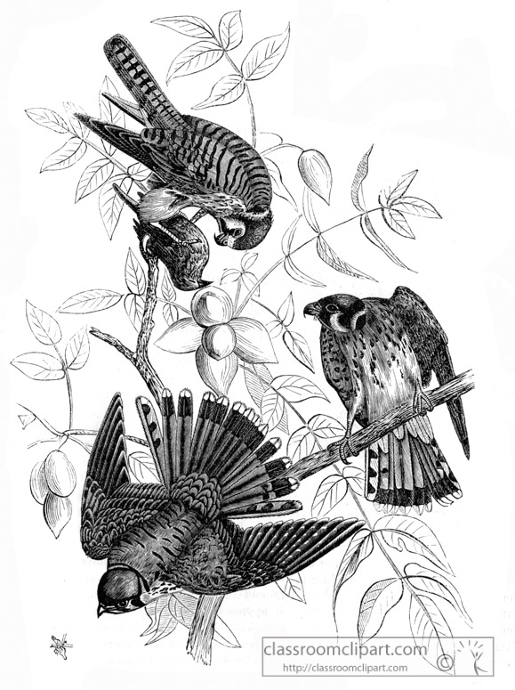 hawks-bird-illustration.jpg