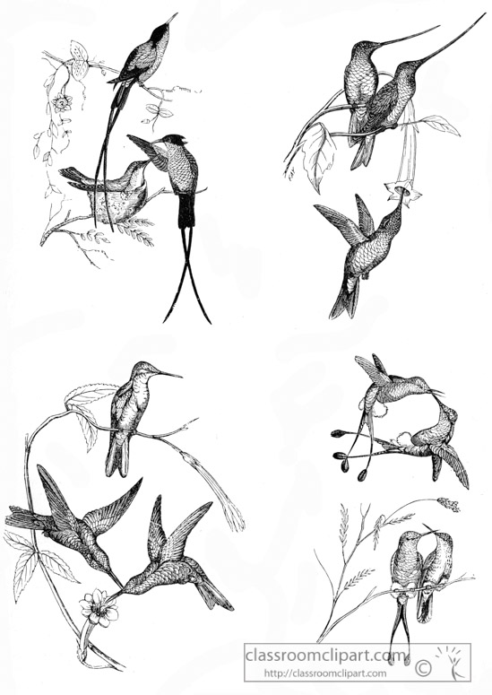 hummingbird-illustration-12.jpg