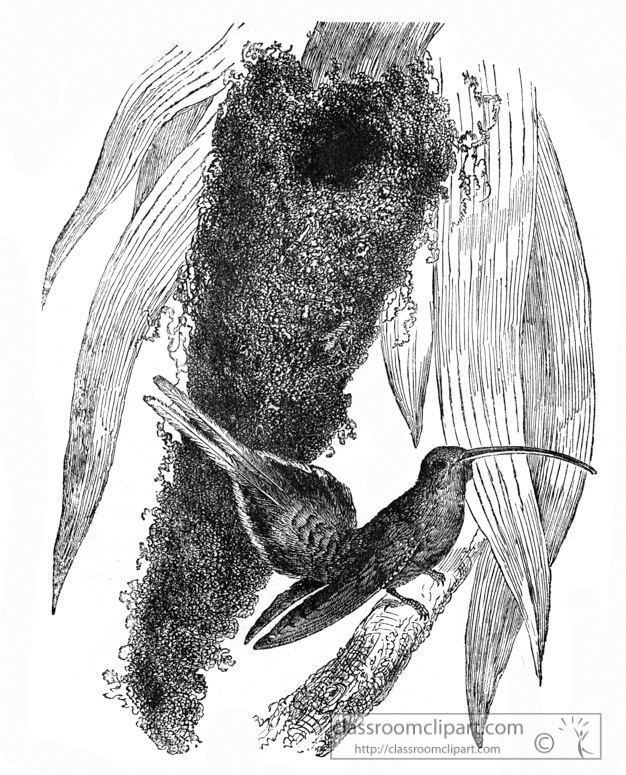 hummingbird-illustration-14.jpg