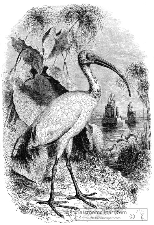 ibis-bird-illustration.jpg