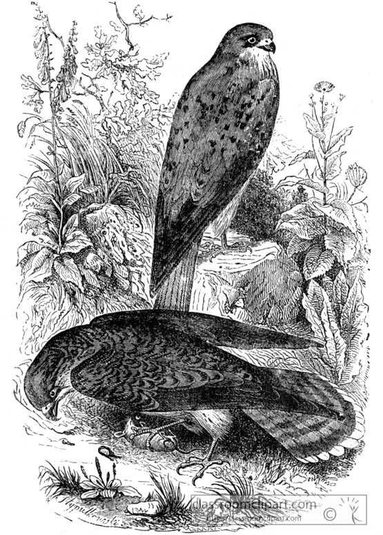 kestrel-bird-illustration-11.jpg
