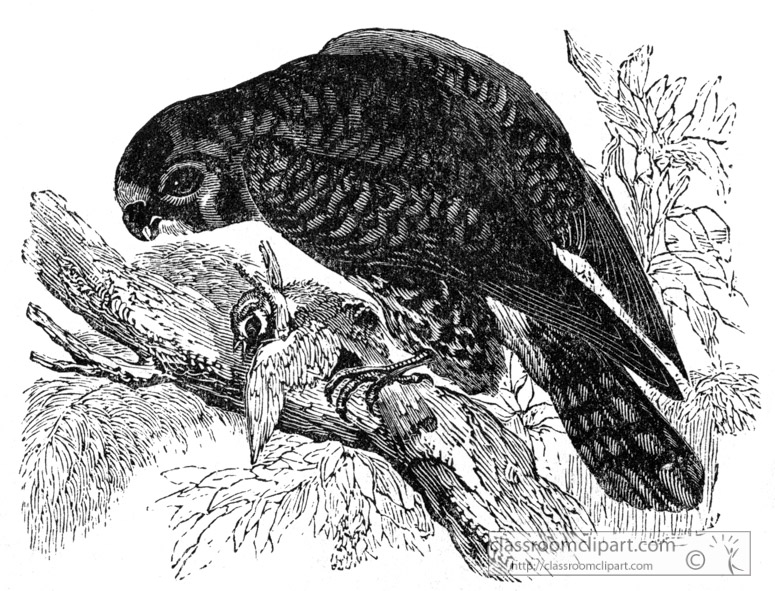 kestrel-bird-illustration-12.jpg