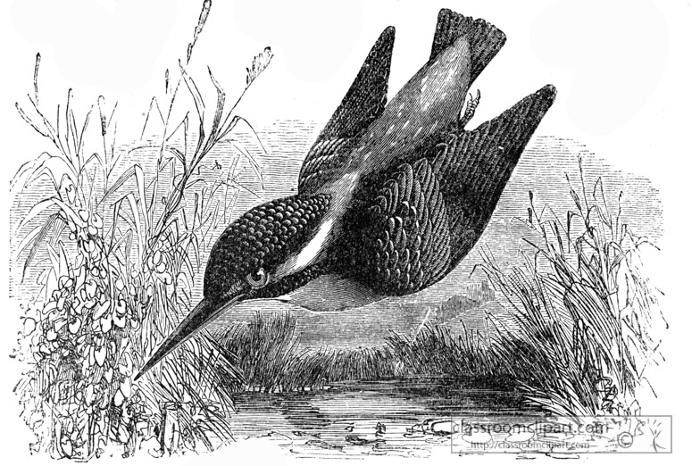 kingfisher-bird-illustration-11.jpg