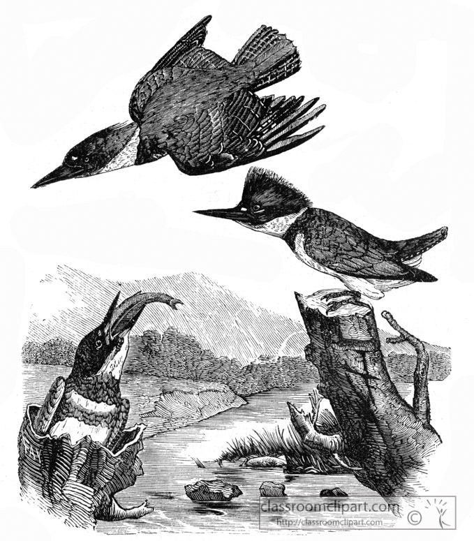 kingfisher-bird-illustration-12.jpg
