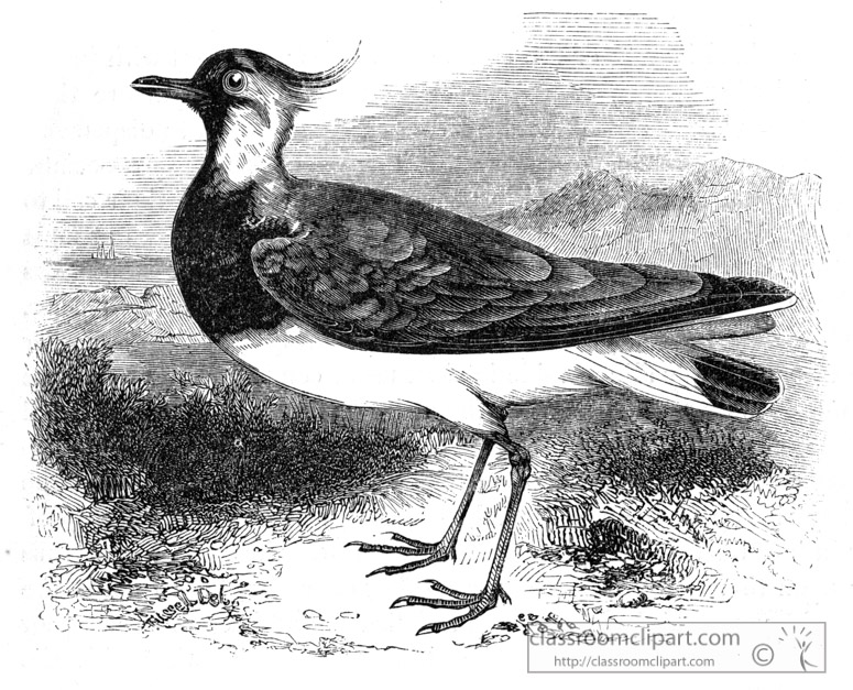 lapwing-bird-illustration.jpg