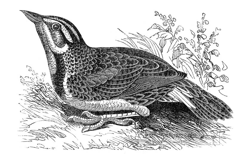 Bird Photos illustrations Images - lark bird engraved bird illustration