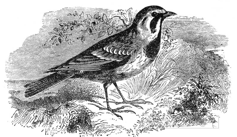 lark-bird-illustration-2.jpg
