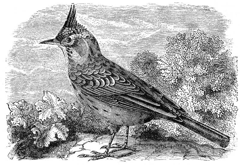 lark-bird-illustration.jpg