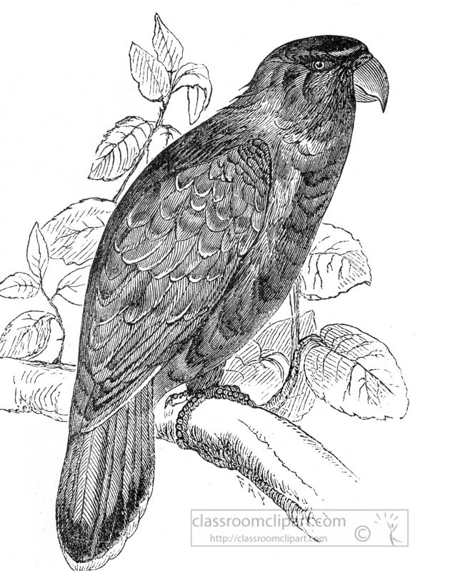 lory-bird-illustration-2.jpg