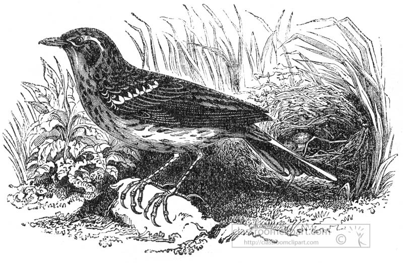 medow-pipit-bird-illustration.jpg